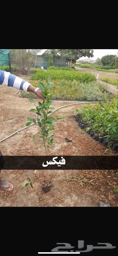شتل جميع النواع مثمر وغير مثمر 1