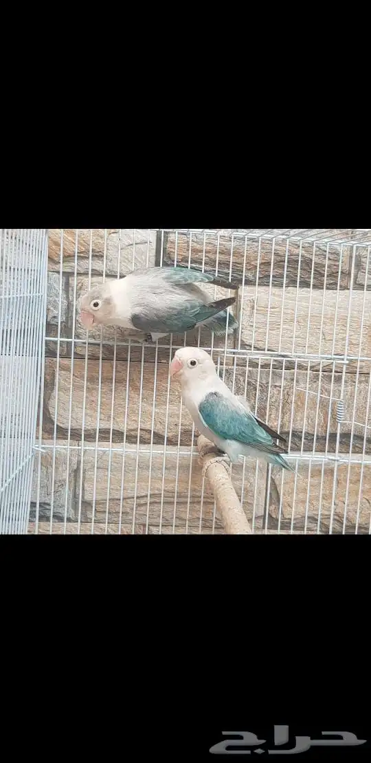 جوز فيشر اي وينج سماوي طفرة مميزة 4