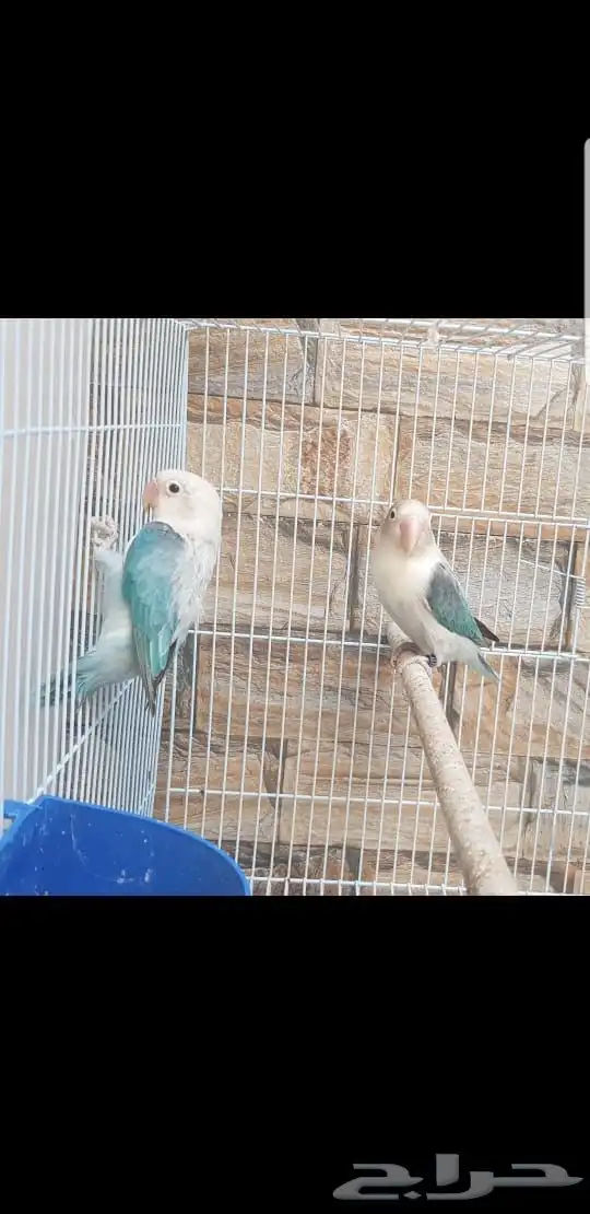 جوز فيشر اي وينج سماوي طفرة مميزة 6