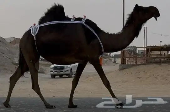 مجهم لقحه طيبه جدا وسليمه العذاريب 0