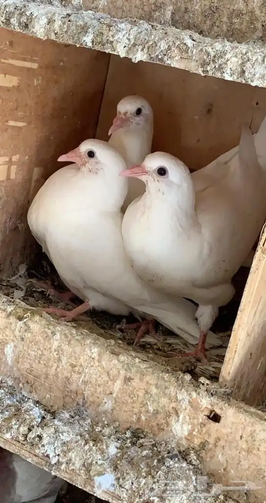 زغاليل وفروخ حمام فرنسي 2