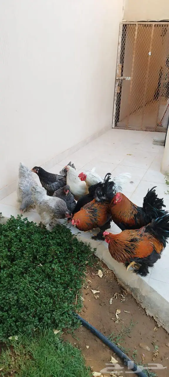 دجاج للبيع براهما و فيومي 6