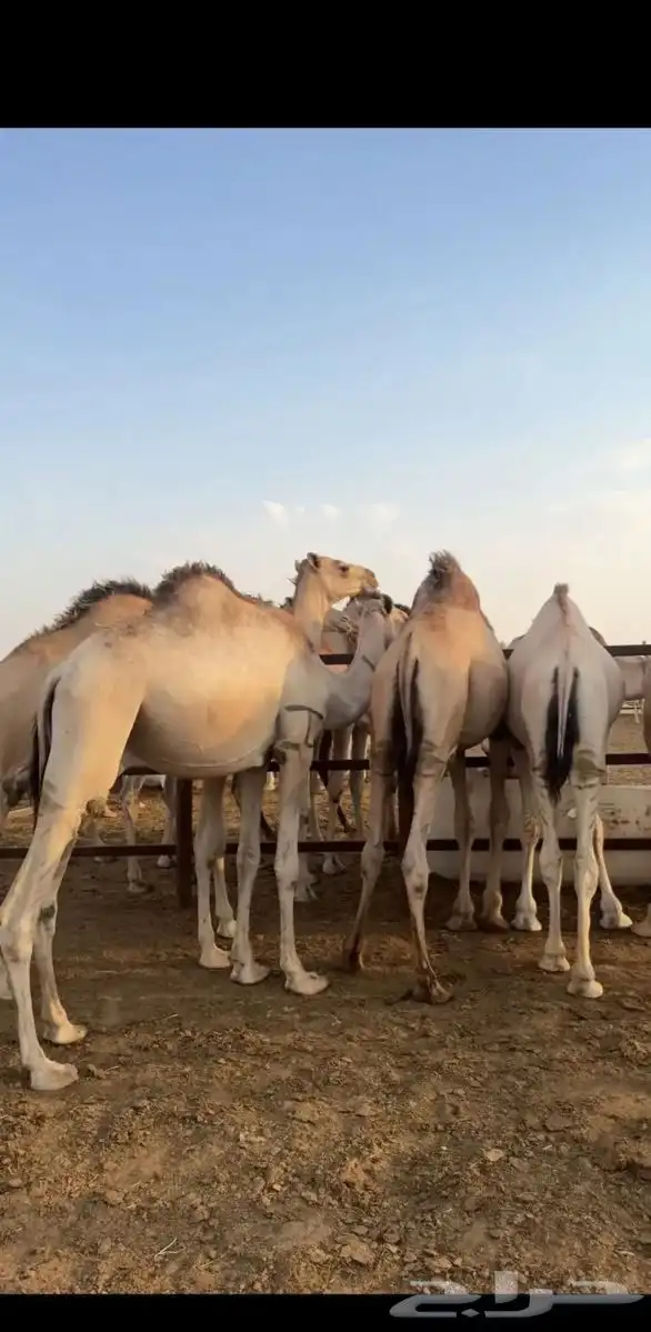 للبيع سواكن فل شحم 1