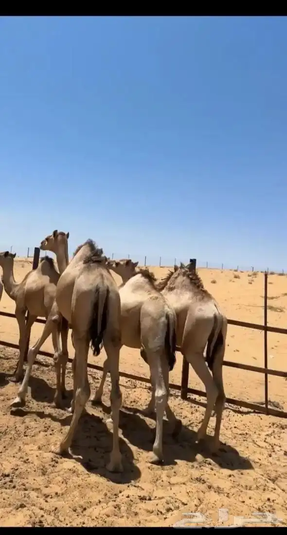 للبيع سواكن فل شحم 4