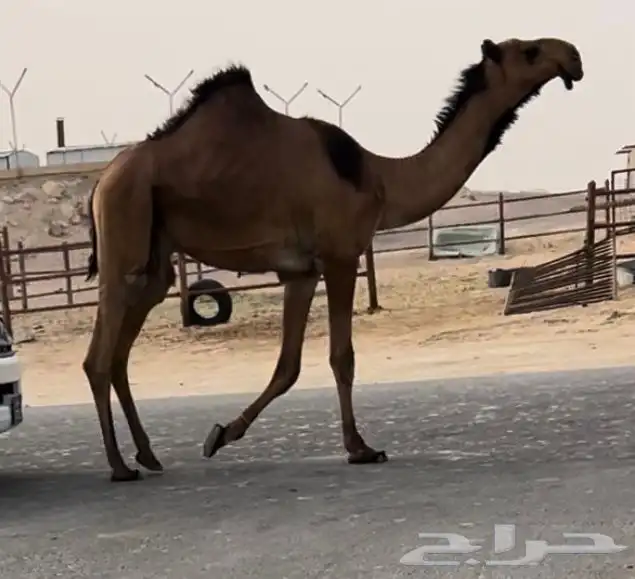قعود باكستاني كفوو اصفر 1