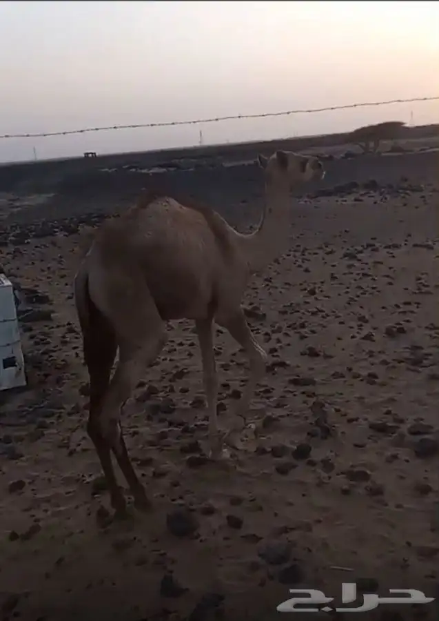 قعدان 4