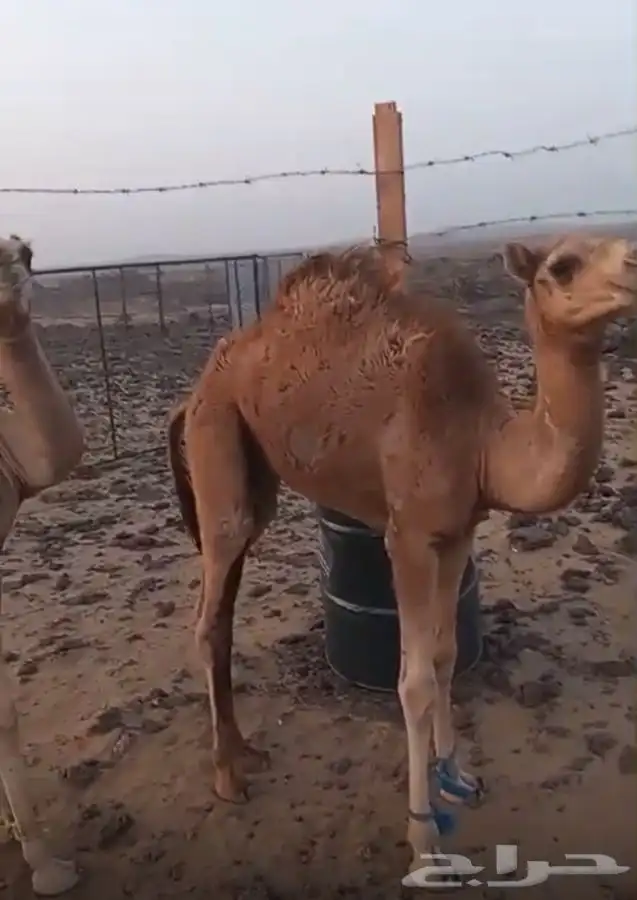 قعدان 2