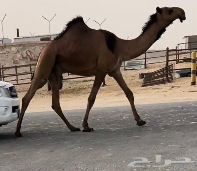 قعود باكستاني كفوو اصفر 0
