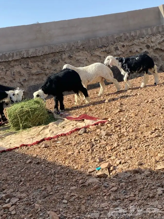 طليان بريه ونظيفه العدد 10 تم البيع   تم البيع 4