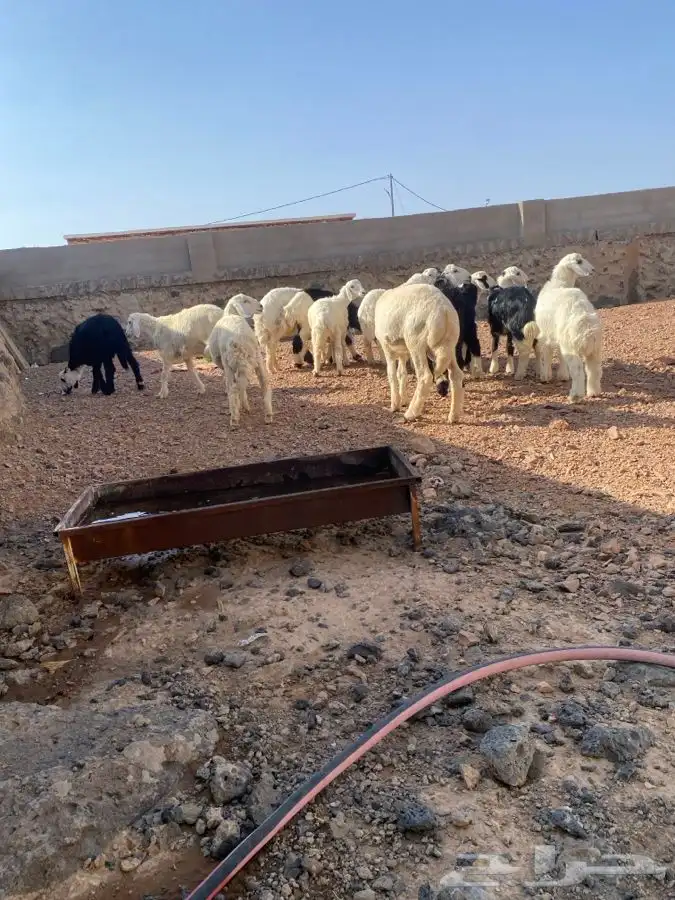 طليان بريه ونظيفه العدد 10 تم البيع   تم البيع 0