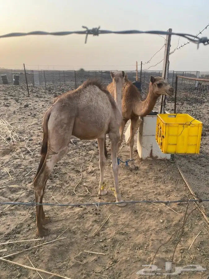 قعدان 0
