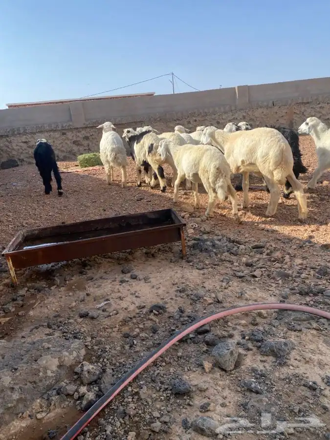 طليان بريه ونظيفه العدد 10 تم البيع   تم البيع 1