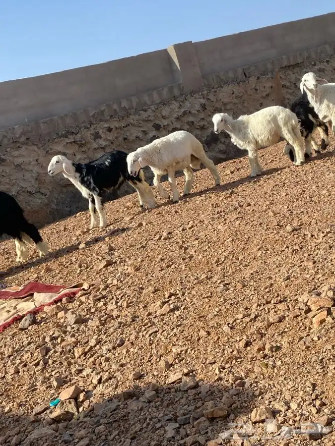 طليان بريه ونظيفه العدد 10 تم البيع   تم البيع 2