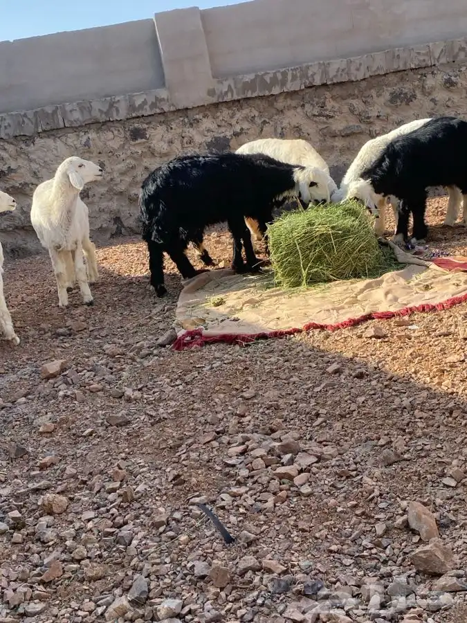 طليان بريه ونظيفه العدد 10 تم البيع   تم البيع 3