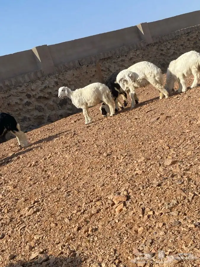 طليان بريه ونظيفه العدد 10 تم البيع   تم البيع 5