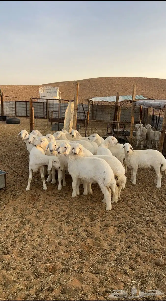 ذبايح ذبيحه نعيم هرفي جبر نعيمي وسط عقيقه تيوس حريات لبانيه 6