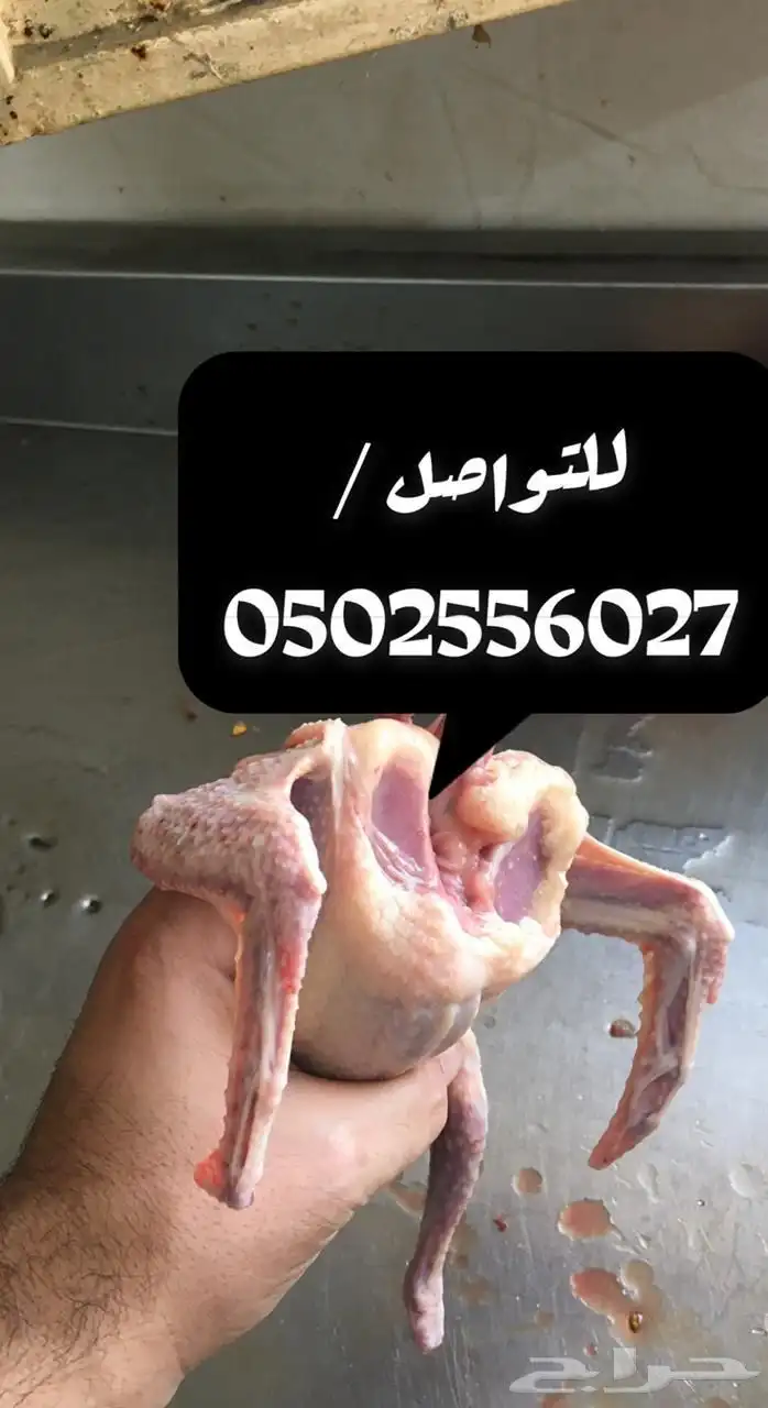 زغاليل وفروخ حمام فرنسي 1