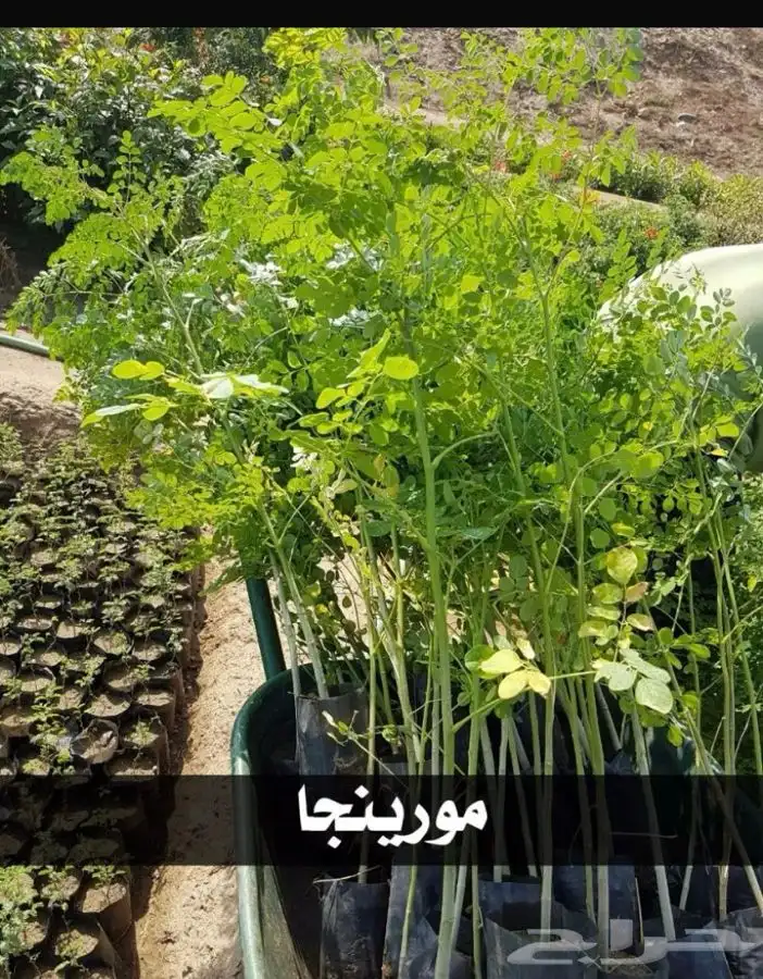 شتل جميع النواع مثمر وغير مثمر 2