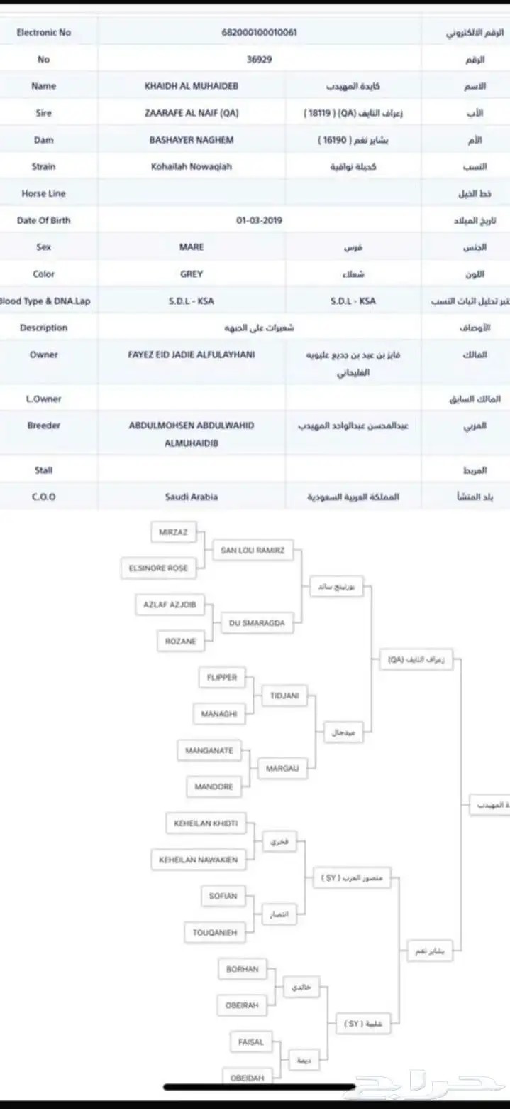 فرس واهو لقاح على مسنون ولد عامر كسبان ومحقق 3
