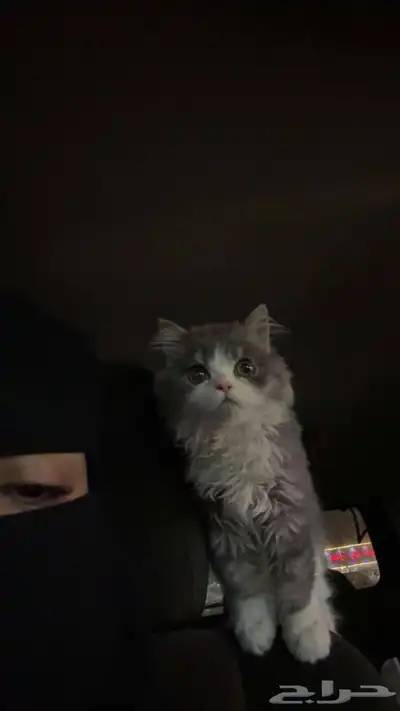 قطه ضائعه 0