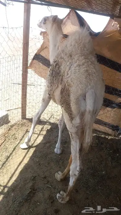 قعود 2