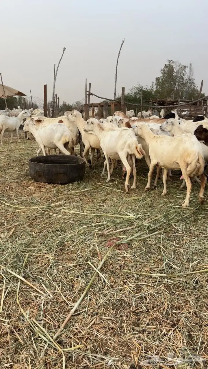 ضان دفيع سليمه جميع العيوب 0