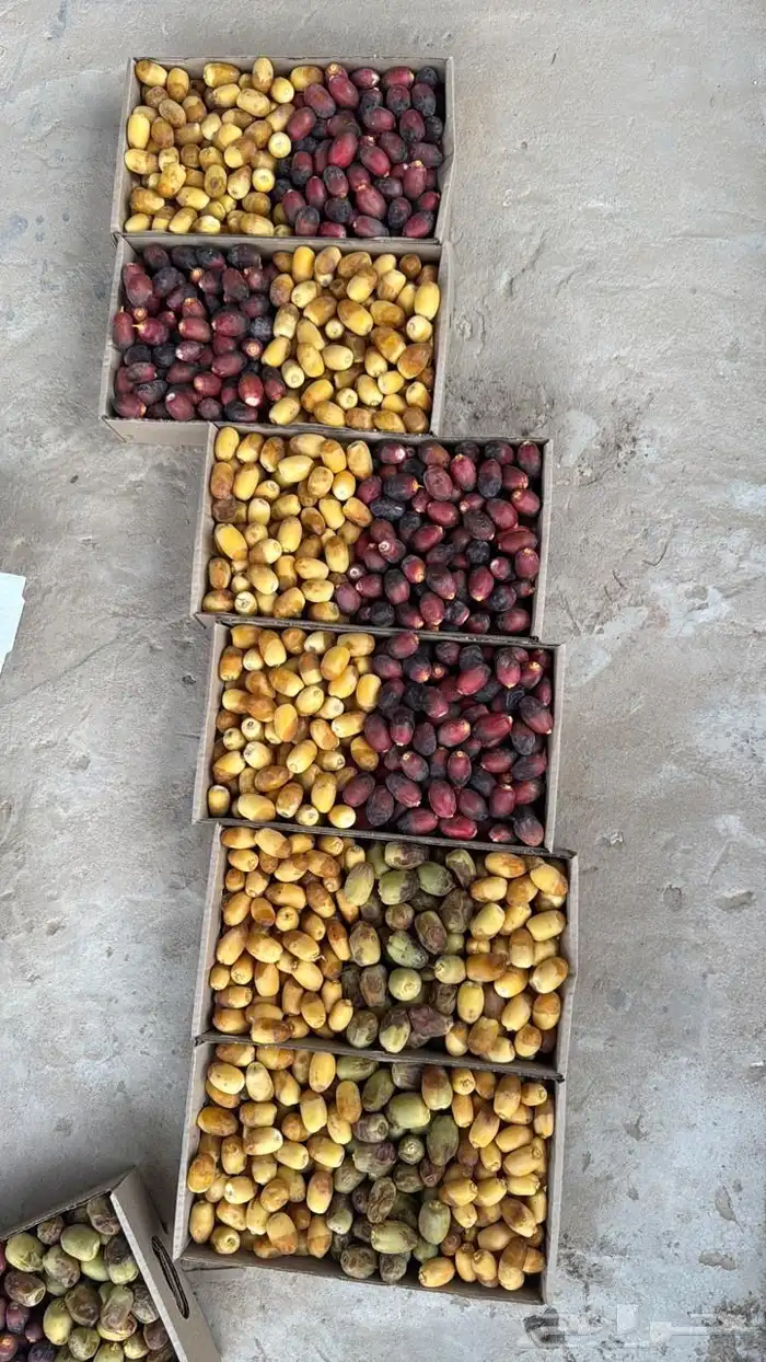 رطب اخلاص وخنيزي استلام من مزرعتنا بالاحساء 0