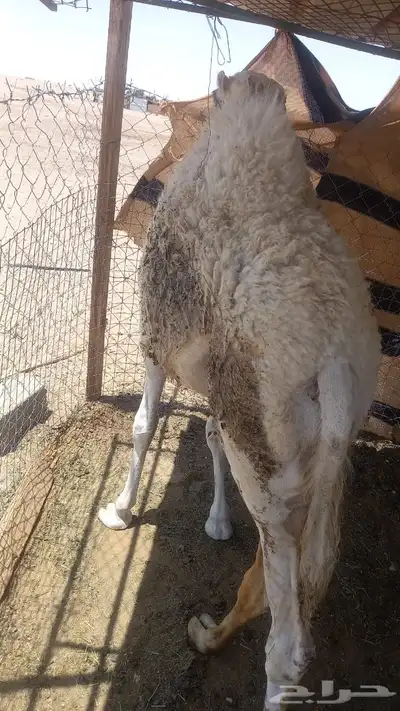 قعود 1