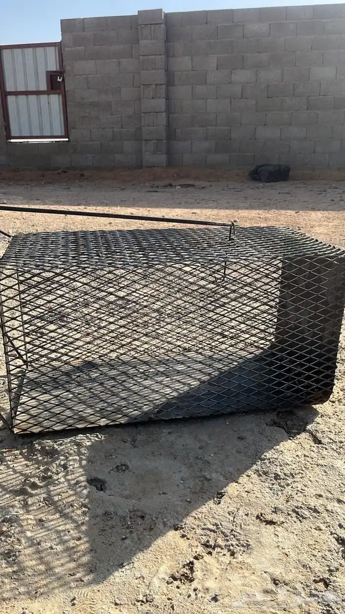 مصيدة قطط 2