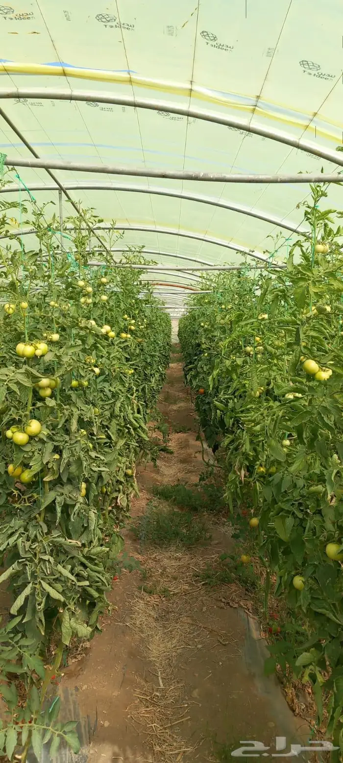 بيوت محميه للتقبيل 6