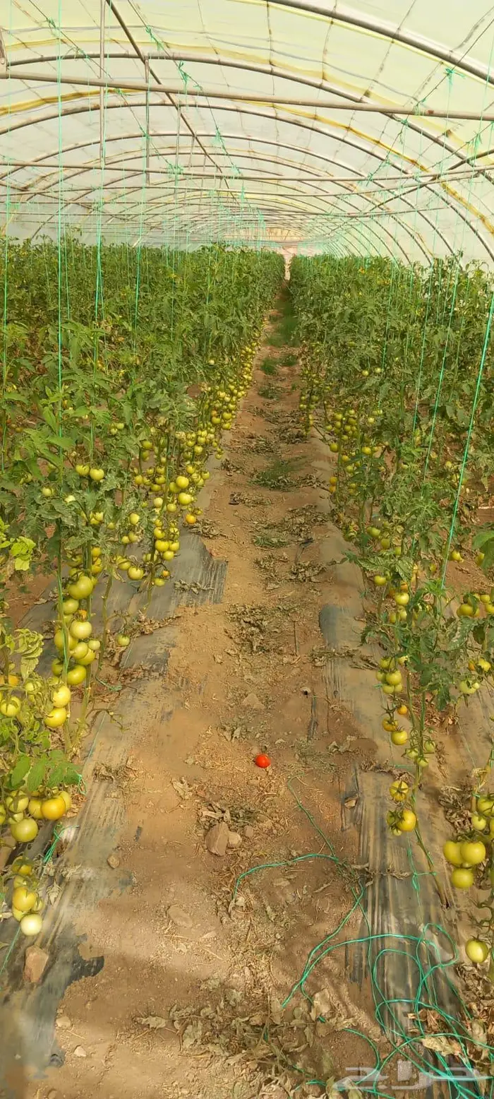 بيوت محميه للتقبيل 3