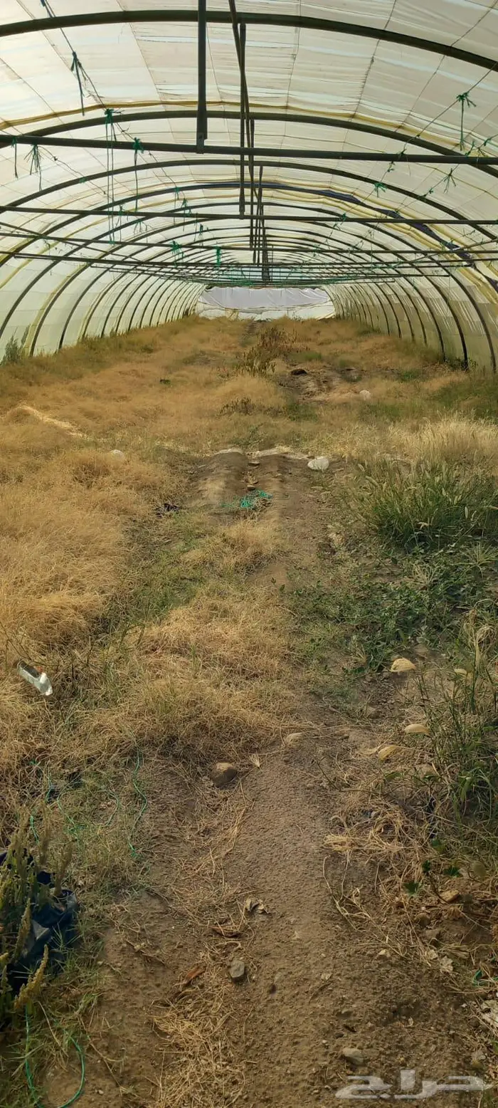 بيوت محميه للتقبيل 4