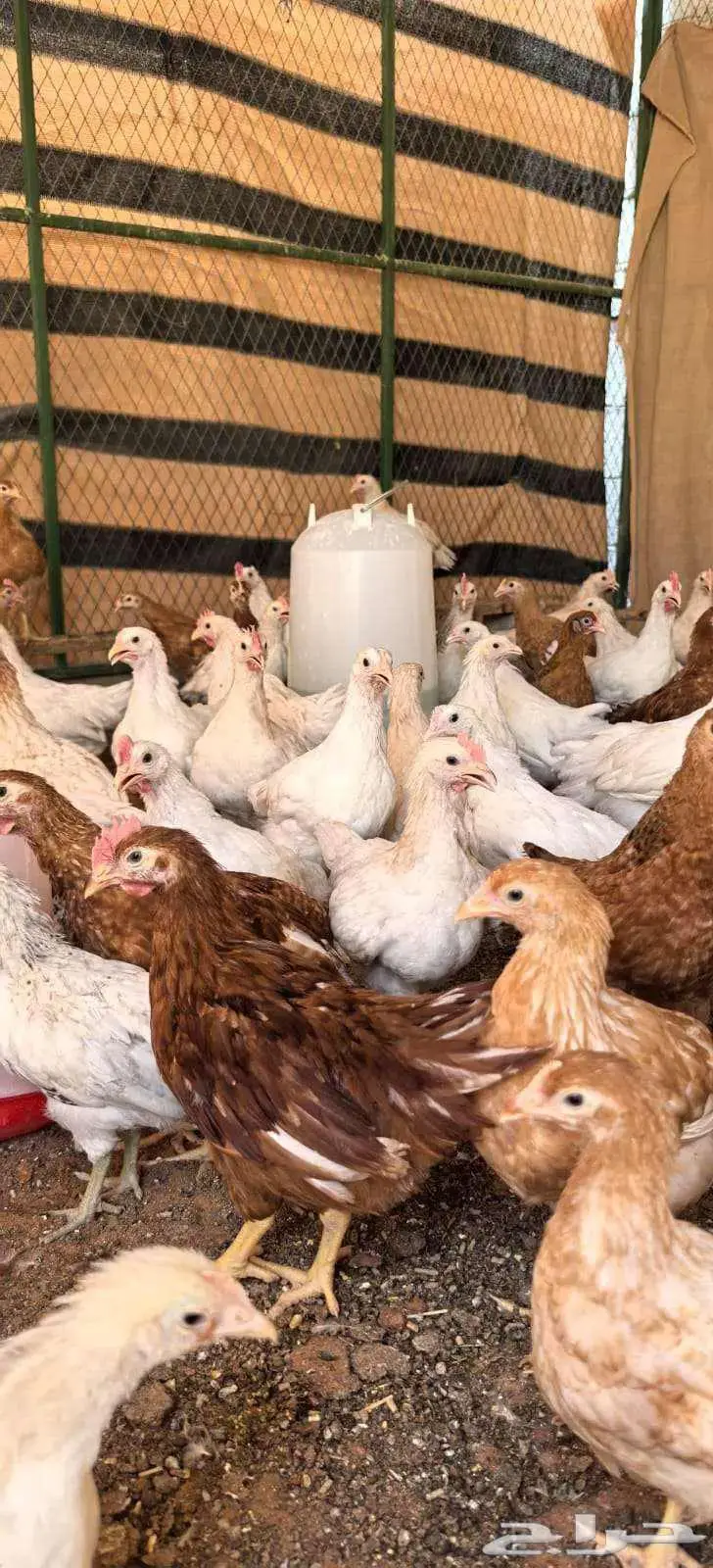 دجاج وديوك لوهمان للبيع 1