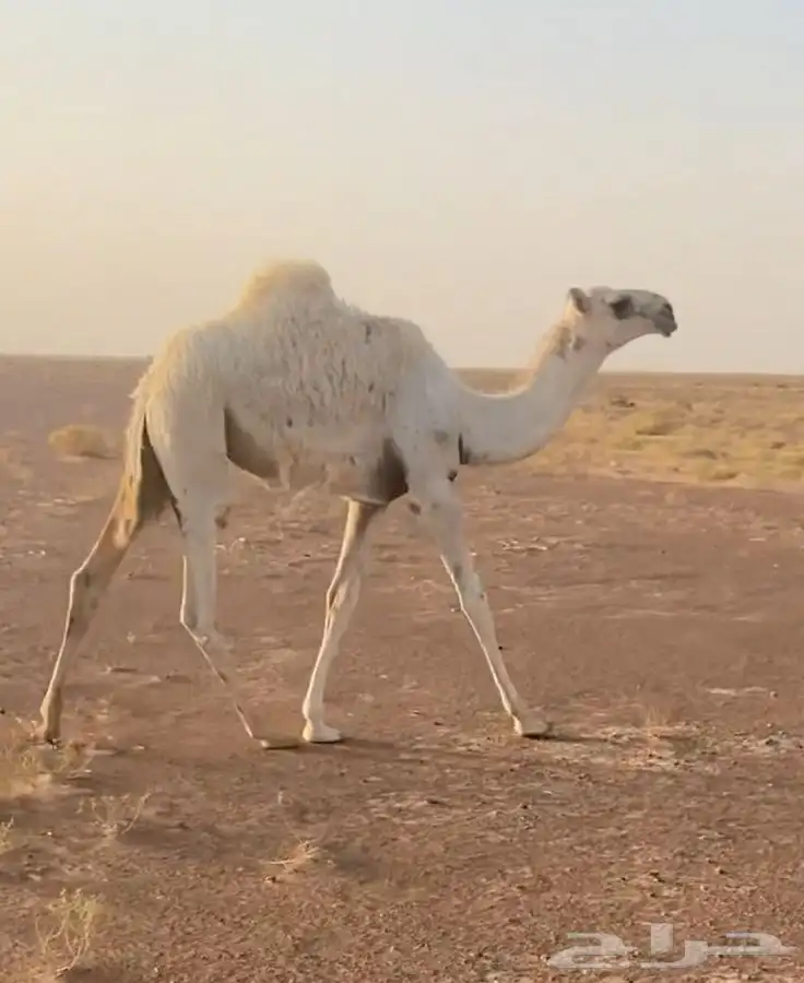 بكره كفو 0