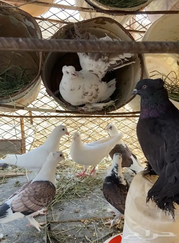 حمام رقاصي امريكي هزاز منتج 3