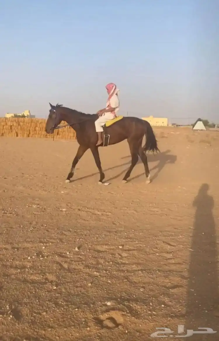 حصان انقليزي حق سباقات 1