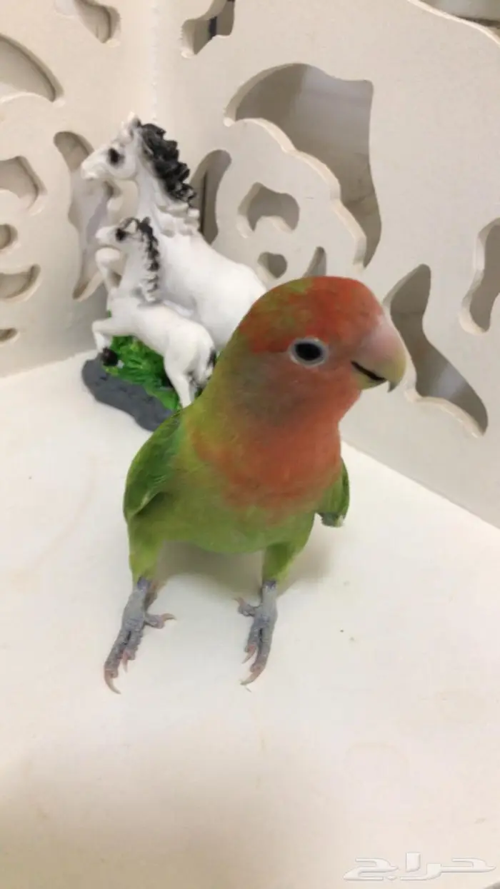 انثى روز 2