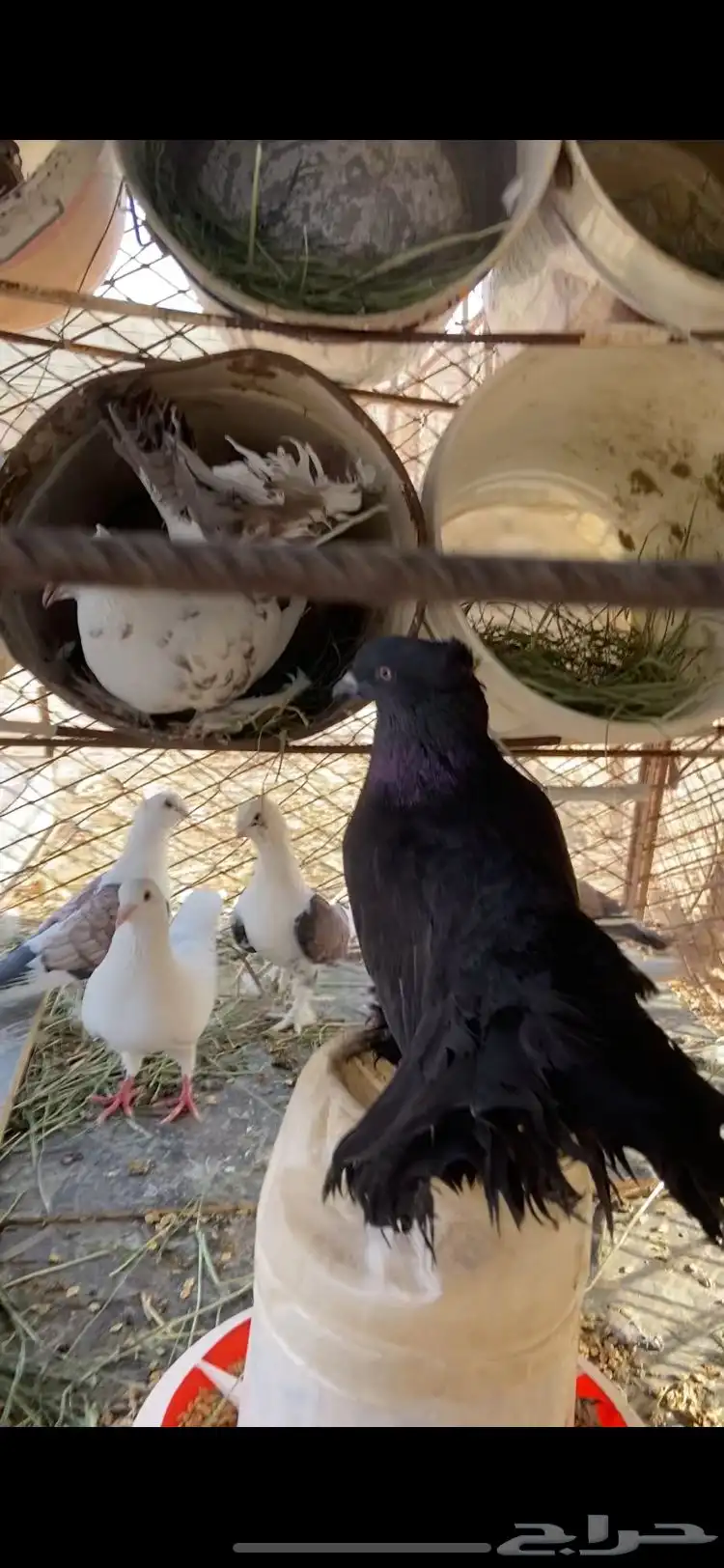 حمام رقاصي امريكي هزاز منتج 6