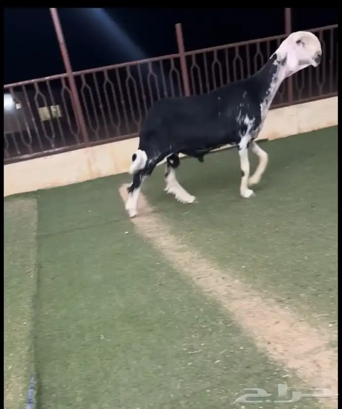 فحل مشروط نجدي 0