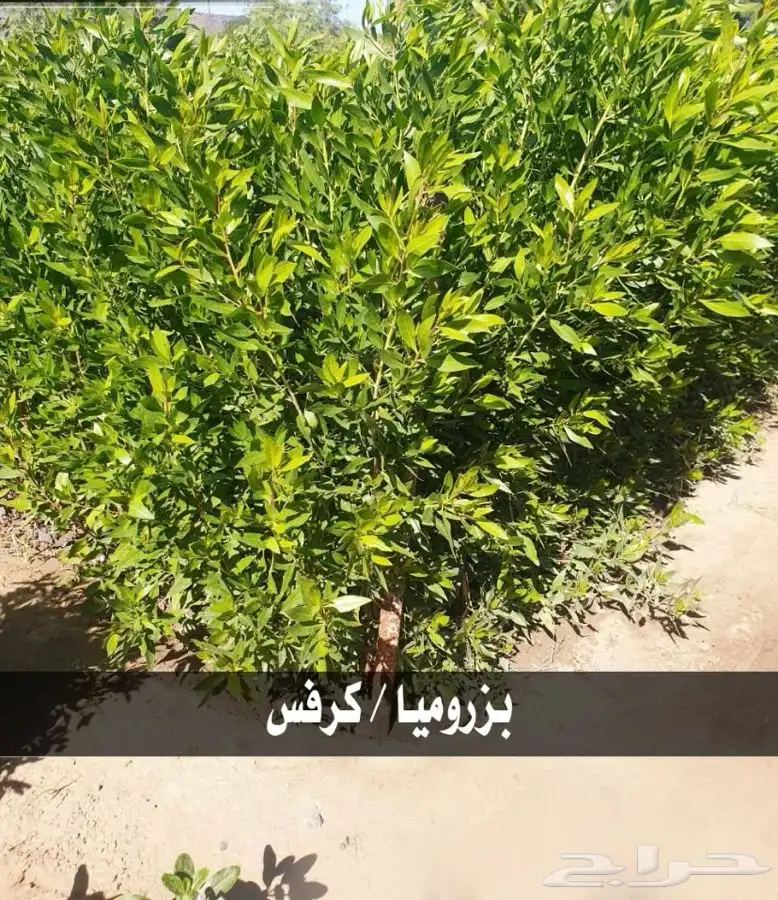 شتل جميع النواع مثمر وغير مثمر 0