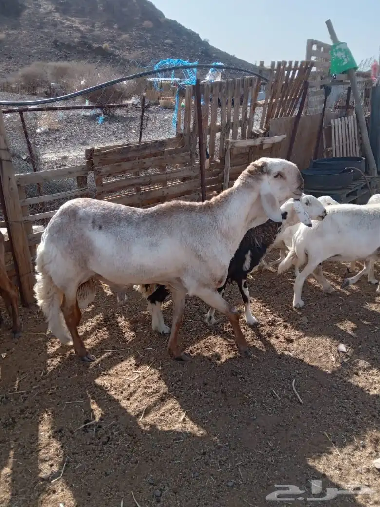 طلي فحل سويكني مشروط سنه سديس 0
