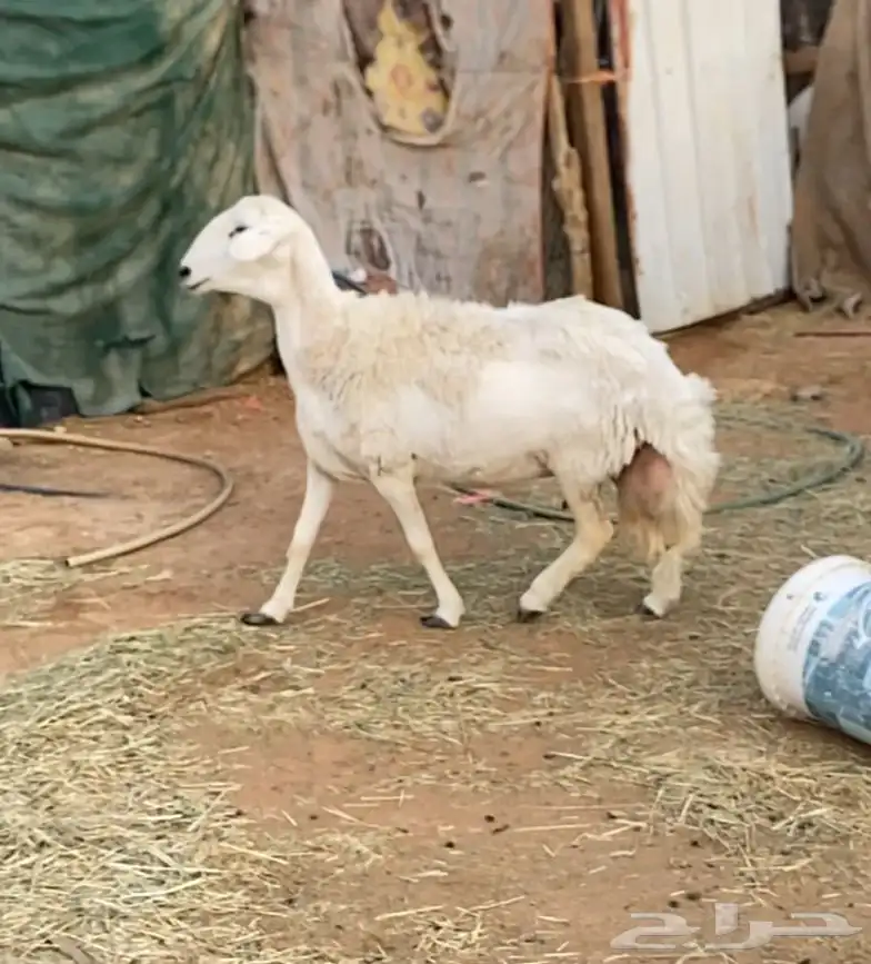 حريه ثنيه دافع شرط 4