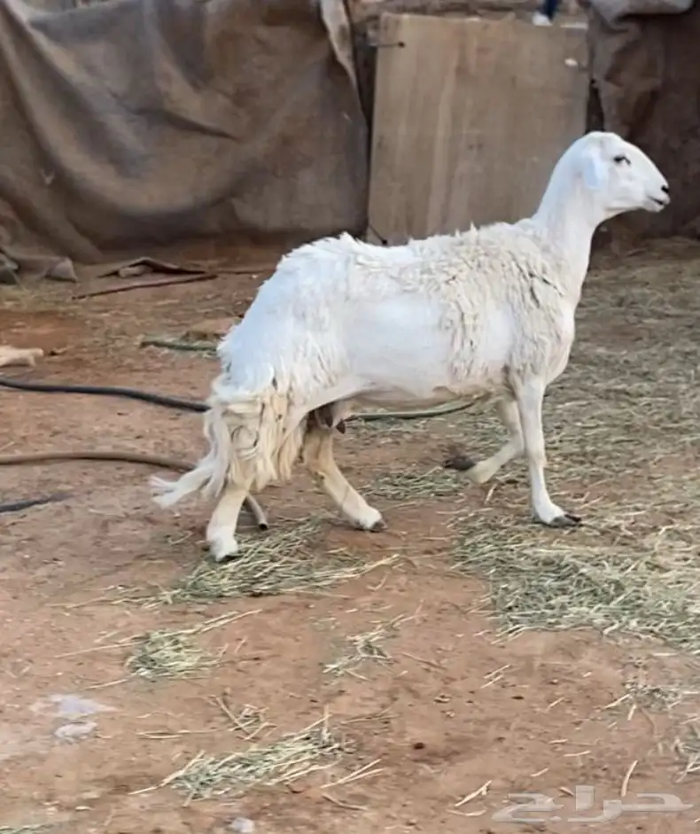 حريه ثنيه دافع شرط 1