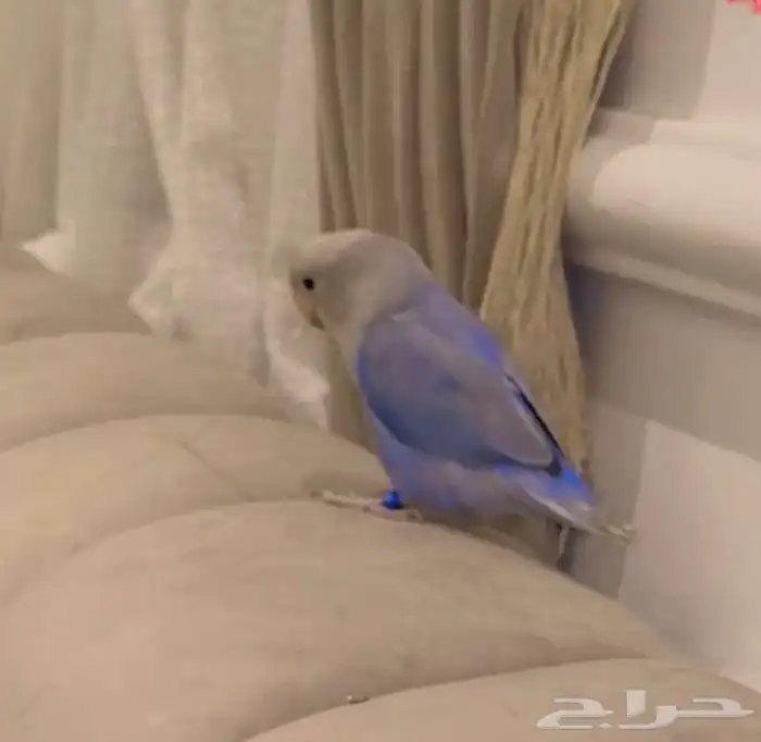 روز ذكر ازرق مع القفص 2