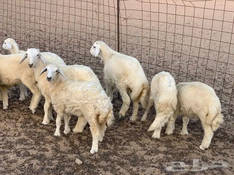 ذبايح تيوس وذبايح حري وسواكن مع مكانيه ذبح وتوصيل 11