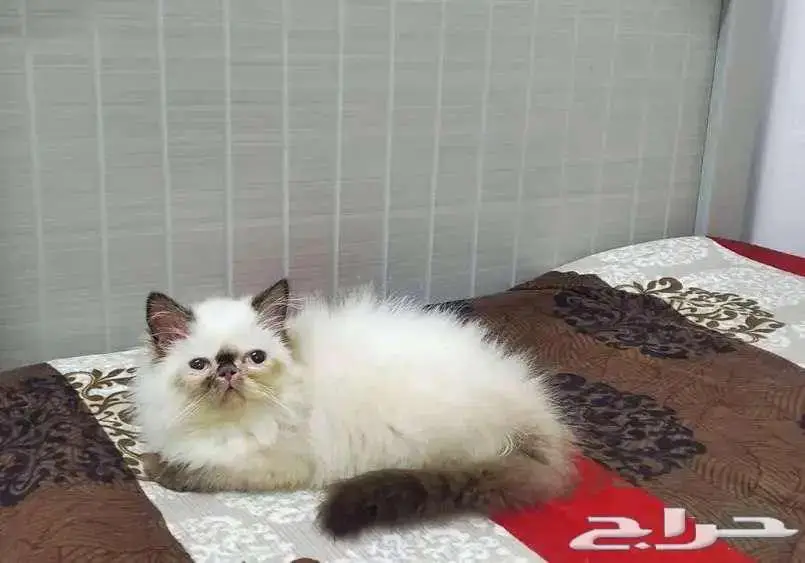بيكي فيس هملايا 1