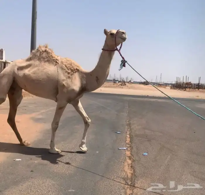 القحه ذلول البيع 4500. تم البيع 2