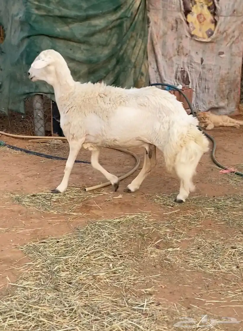 حريه ثنيه دافع شرط 3