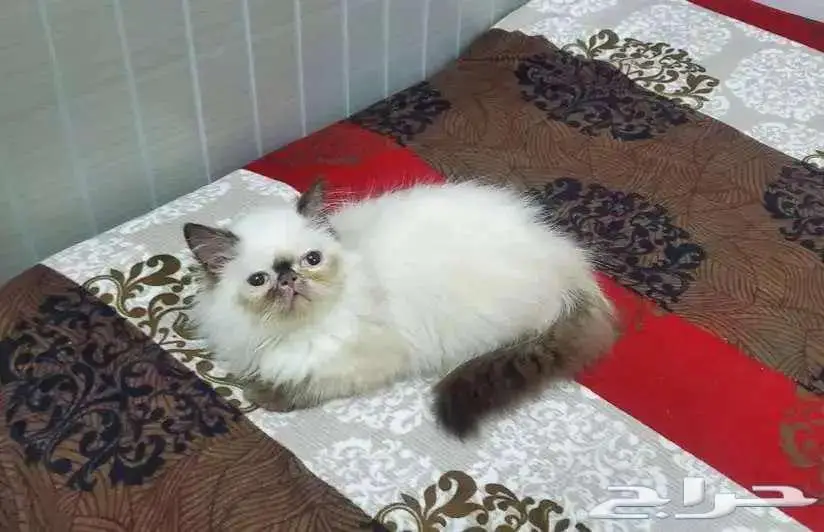 بيكي فيس هملايا 0