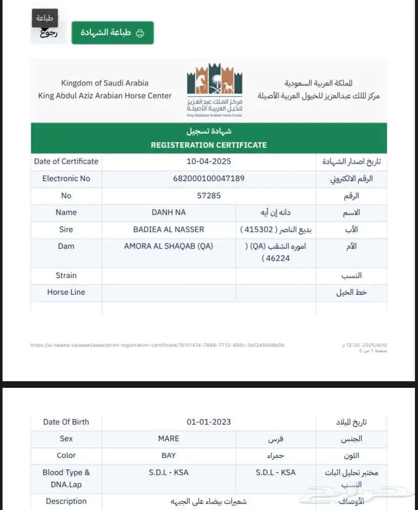 فرس واهو ومهرة واهو جمال 6